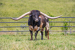 Texas Longhorn bull Jam Box in bull paddock near Barnesville Ohio