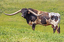 Texas Longhorn bull Jam Box in bull paddock near Barnesville Ohio