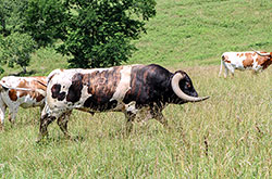 Texas Longhorn bull Jam Box with his cows in a pasture near Hendrysburg Ohio
