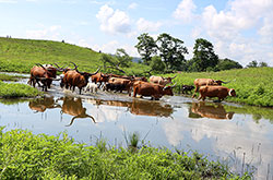 Nice group of Texas Longhorn cows with calves at Dickinson Cattle co – keeping cool in a small pond on a hot August day