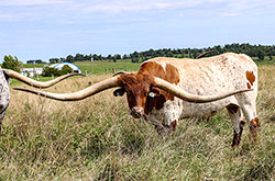 Texas Longhorn Trophy Steer named Times Up near Barnesville Ohio with other steer buddies
