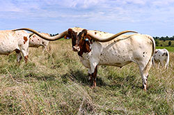 Texas Longhorn Trophy Steer named JamN Jest near Barnesville Ohio with other steer buddies