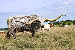 Texas Longhorn Freemartin Steer named Gala Galore near Barnesville Ohio with other steer buddies