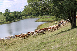 Group of big horned Texas Longhorn Cows headed down to the pond on a hot August day to get a drink