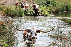 Texas Longhorn bull Jam Box and cows crossing a shallow spot in the pond near Fairview Ohio
