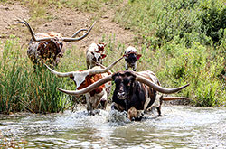 Texas Longhorn bull Jam Box and cows crossing a shallow spot in the pond near Fairview Ohio