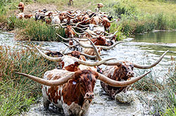 Texas Longhorn bull Jam Box and cows crossing a shallow spot in the pond at Dickinson Cattle Co