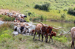 Large herd of Texas Longhorn cows crossing a pond at Dickinson Cattle Co