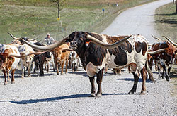 Texas Longhorn bull Jam Box with his cows standing in the middle of Muskrat Road
