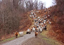 Texas Longhorn Herd - Dickinson Cattle Co - Muskrat Road - Barnesville, Ohio