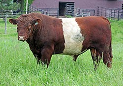 Buelingo Bull - Scarlet Kid