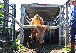 Longhorn Trophy Steer - Sequoia Man getting off trailer at Dickinson Cattle Co