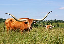 Longhorn Trophy Steer - Sequoia Man out in Ohio Pastures at Dickinson Cattle Co