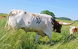 Longhorn bull "Win Win" on the job at Dickinson Cattle Co. near Barnesville, Ohio