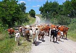 Texas Longhorn Herd on Muskrat Road - Barnesville, Ohio