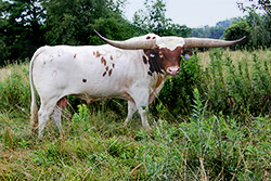 Longhorn Bull Clear Point - Dickinson Cattle Co - Multiple Horn Championships