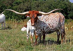 Longhorn Cow - Sweet Kookateu with calf - Dickinson Cattle Co - Barnesville Ohio