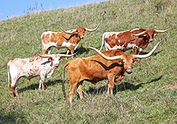 Four Texas Longhorn Trophy Steers - Dickinson Cattle Co - Barnesville Ohio