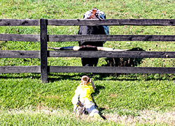 Little boy laying on his stomach taking a picture nose to nose with Texas Longhorn Bull.
