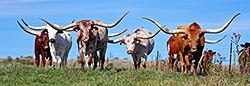 Fancy Texas Longhorn Steers in the pasture at Dickinson Cattle Co in Barnesville, Ohio