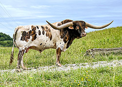 Texas Longhorn Bull Drop Box