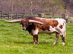 Texas Longhorn Bull Point Mark
