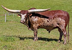Watsui Herd Sire - Titan Wolf