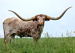 Texas Longhorn Trophy Steer "Junction" at Dickinson Cattle Co. Summer of 2016.