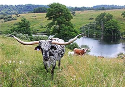 Sweet Jubilee, Clone of the famous Shadow Jubilee. Happy cows love deep grass and cool waters.