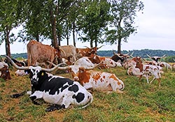 Happy Herd of Cows lounging under the trees at Dickinson Cattle Co.