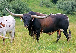 Longhorn Bull - Rodeo Max