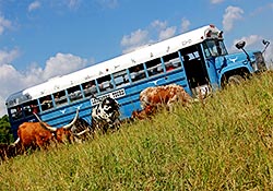 Longhorns Head to Tail bus out in the Watusi pasture on a tour