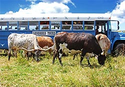 Longhorn Head To Tail Tours at Dickinson Cattle Co.