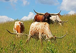 Bull and cows munching on green grass in Southeastern Ohio.