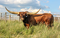 Texas Longhorn Bull named Clear Point. Taken near Fairview, Ohio.