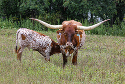 Texas Longhorn Cow named Just Respect with her baby bull calf near Barnesville Ohio.