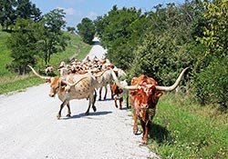 Traildrive with Texas Longhorn cows on Muskrat Road, Barnesville, OH ? Dickinson Cattle Co