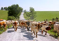 Traildrive with Texas Longhorn cows on Muskrat Road, Barnesville, OH ? Dickinson Cattle Co