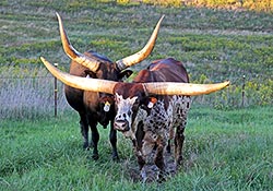 Watusi bull Titan Wolf with one of his favorite cows at Dickinson Cattle Co, near Barnesville, Ohio