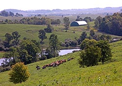 Herd of Cows on the hillside of Dickinson Cattle Co. near Barnesville Ohio.