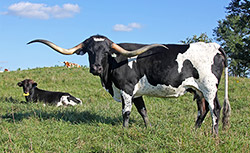 Texas Longhorn Cow named Over Bliss with her baby bull calf near Barnesville Ohio.