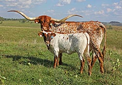 "Sweet Kookateu", a Texas Longhorn cow with her 2016 Heifer calf at Dickinson Cattle Co, near Barnesville, Ohio