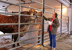 Jamie Tomey giving "Annex" a treat at Longhorn Head To Tail Tours, near Barnesville, Ohio