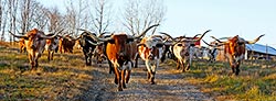 Traildrive with Texas Longhorn cows at Dickinson Cattle Co, near Barnesville, Ohio