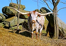 Pretty Lady, Texas Longhorn cow with 90-1/2" horns Tip To Tip - at Dickinson Cattle Co, near Barnesville, Ohio