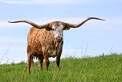 Texas Longhorn Cow named Jester - near Barnesville Ohio at Dickinson Cattle Company.