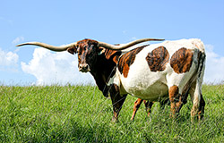 Texas Longhorn Cow named Toss The Jam with her baby bull calf near Barnesville Ohio.