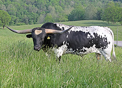 Longhorn bull "Non Stop" on the hillside at Dickinson Cattle Co. near Barnesville, Ohio