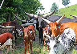 Watusi Herd with during the summer of 2017 with herd sire Titan Wolf on this hillsides at Dickinson Cattle Co, near Barnesville, Ohio.