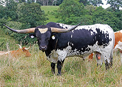 Longhorn bull "Non Stop" with a group of his cows at Dickinson Cattle Co. near Hendrysburg Ohio